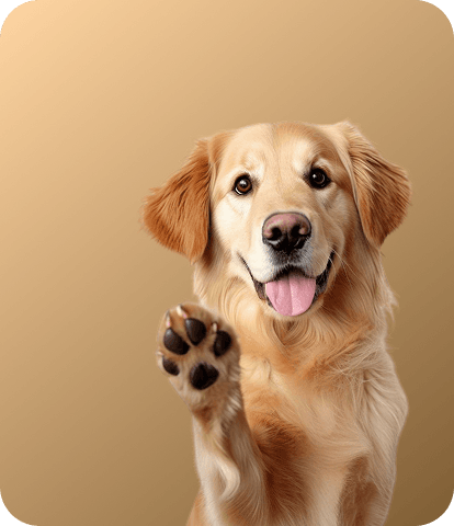 Dog Friendly
